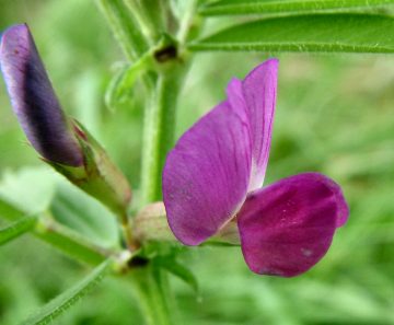 Common Vetch