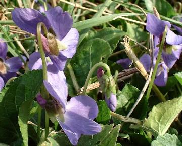 viola spp.