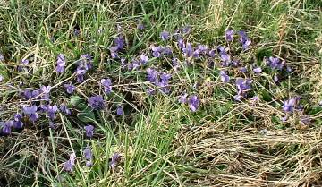 Viola in situ