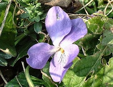 viola spp.