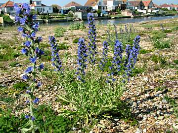 Vipers Bugloss