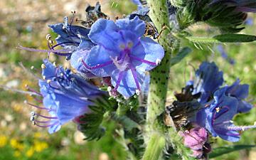 Vipers Bugloss