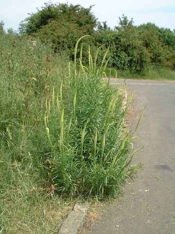 Weld - Reseda luteola