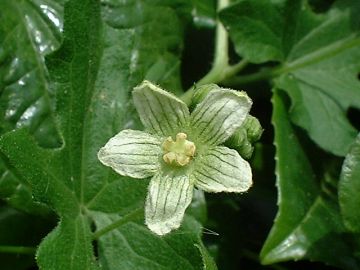 white bryony