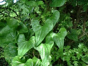 Tamus communis - Black Bryony