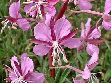 Rosebay willowherb