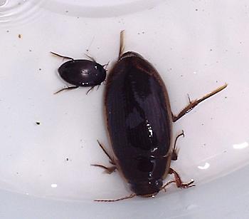 Diving Beetles