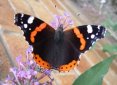 Red Admiral butterfly, link to The Urban Wildlife Ring homepage