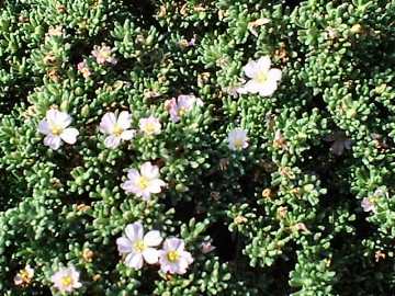 Frankenia laevis � Sea Heath
              in flower
