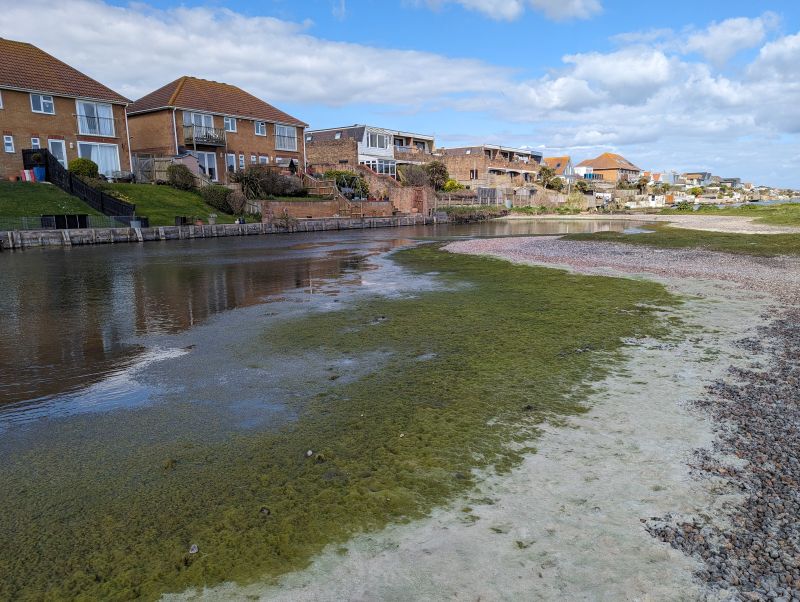Green
              algae on lagoon margin