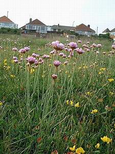 Armeria maritima