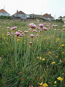 Armeria maritima