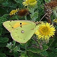 Clouded Yellow Butterfly