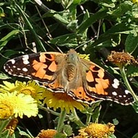 Painted Lady butterfly