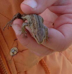 Lacerta vivipara - Common Lizard