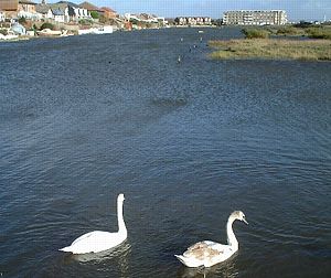 Swans