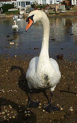 Mute Swan