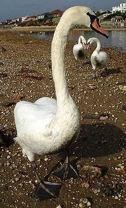 Mute Swan