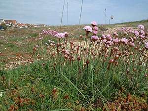 Sea Thrift and Stonecrop