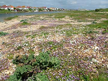 Ivy-leaved Toadflax on lagoon
              margin
